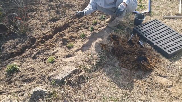 Георгины Фаберже посадка и уход