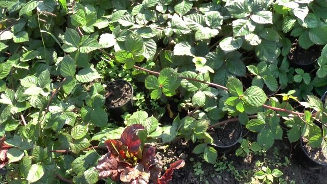 Ежевика сорта Тройная Корона смотреть онлайн