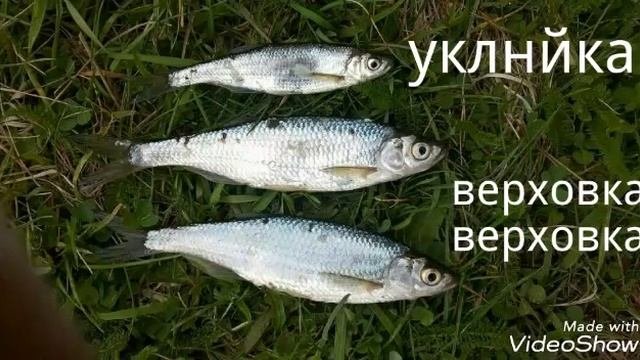Уклея и верховка