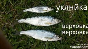 Уклея и верховка
