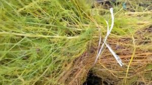 Подготовка бочек С ВОДОЙ к зиме!!! СРОЧНО МОЛНИЯ вода+бочка=?? ТОПспособов сохранить и воду и бочку