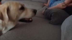 Разбуди Вику!