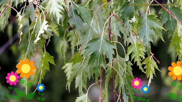 Береза повислая Деликарлика. Краткий обзор, описание характеристик betula pendula Dalecarlica