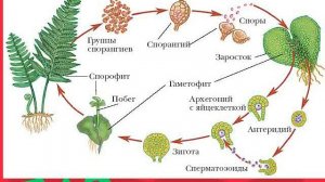 Размножение папоротника