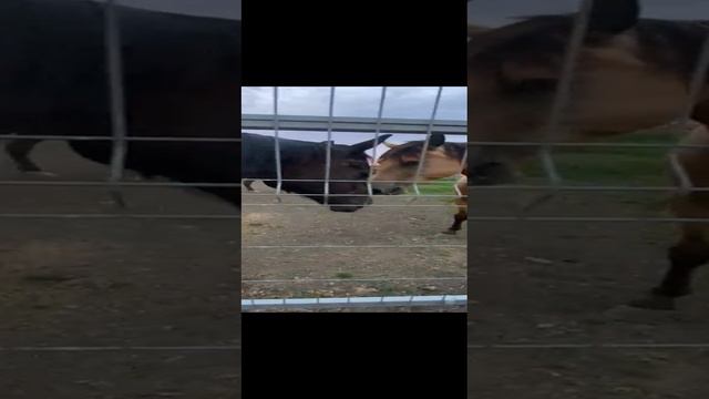 WhatsApp Video 2024-07-10 at 20.56.09