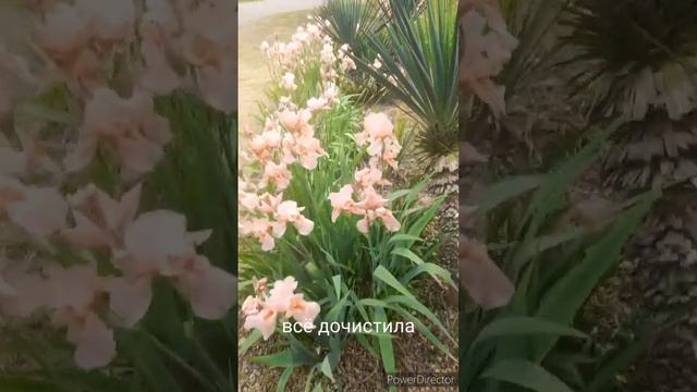 навожу порядок в цветнике//гора белья для глажки//готовлю ужин//(1 год назад)