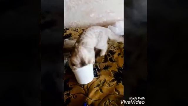Удивительные способности шотландцев