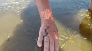 Где как хранить морской червь нереис