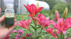 Лилии будут волшебно цвести и на 2 недели дольше с этой подкормкой в июле! Чем подкормить лилии