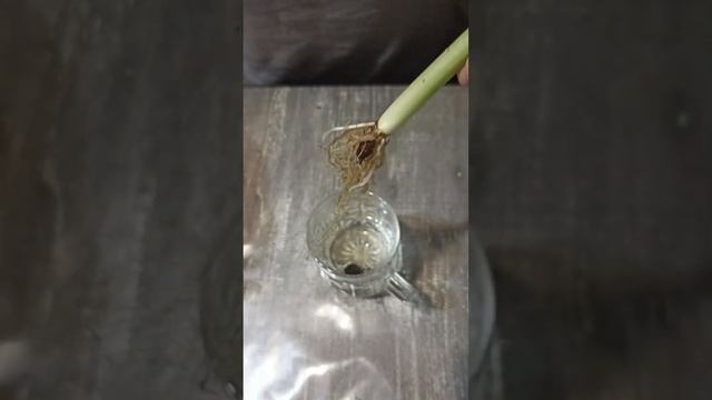 Наращивание корней алоказии макрориза в воде