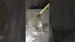 Наращивание корней алоказии макрориза в воде