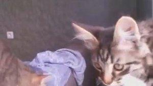 кот и котенок дерутся