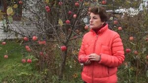 Как ухаживать за яблоней осенью