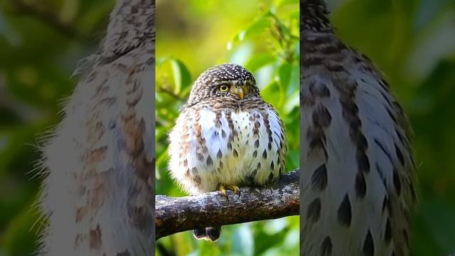 "Barred Owlet Glaucidium capense" (little owl) смотреть онлайн