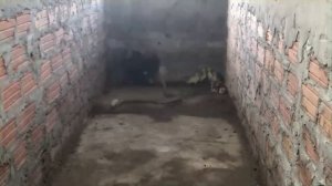 20 Случаев Когда Животные Защищают Своих Детей.. Матери В Деле...