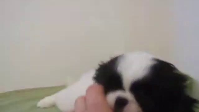 Девочка Японский хин,2 месяца смотреть онлайн