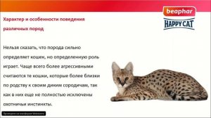 Зоопсихология кошек