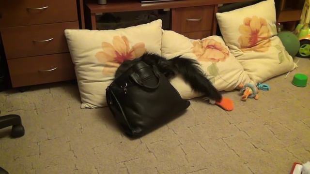 Кот ворует деньги