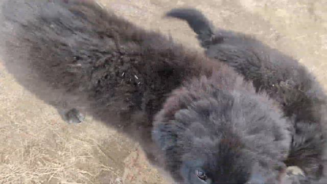 Тыва. Банхары на аале.