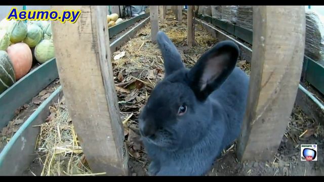 Для Авито смотреть онлайн