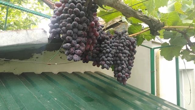 Кишмиш Юпiтер США, Jupiter seedless USA( привитий на Лiдію), 20.08.2022. смотреть онлайн