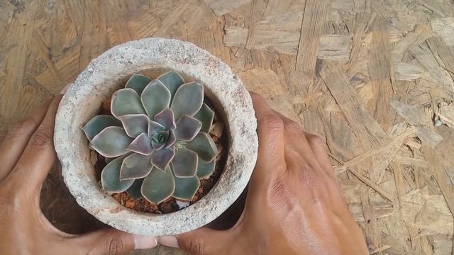 || ECHEVERIA MENSA ||