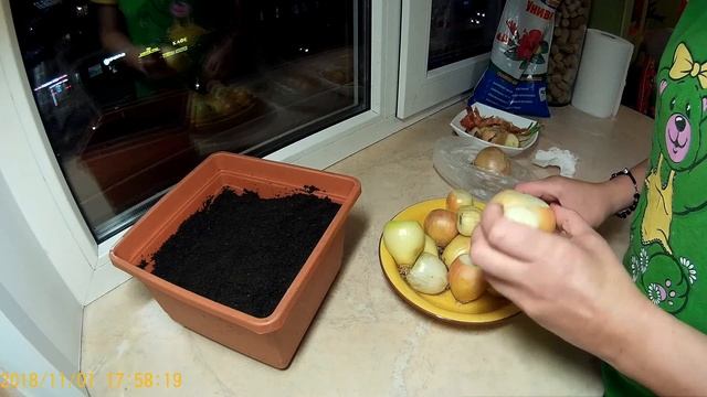 Посадка лука на зелень в домашних условиях смотреть онлайн