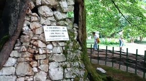 АБХАЗИЯ часть2!!!!! дендрарий, обезьяний питомник, музей и театр Сухума