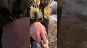 Ловля диких птиц Урагус, Репел, Щеглы