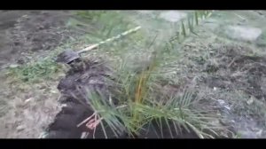 Две финиковые пальмы высадил в Ростове 2021