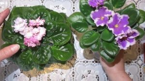 Что такое спорт от сорта у фиалок.Пример цветения сорта и спорта .