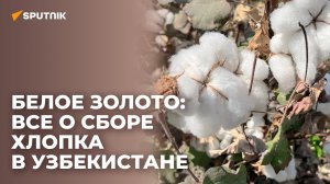 Как собирают хлопок в Узбекистане