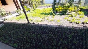 ?Что сделал за месяц?! Пересадка самшита. Контейнерах площадка. Новая точка сбыта.