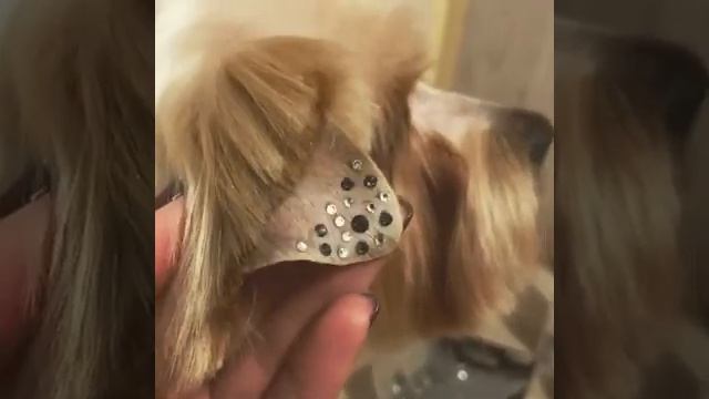Стразы на ушках для собак смотреть онлайн