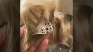 Стразы на ушках для собак