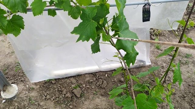 24 мая 2022 г. Золотце. Херсон смотреть онлайн