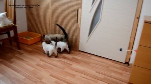 Как тайские котята встречают папу кота Оскара! Тайские кошки - это чудо! Funny Cats