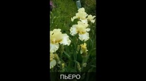 Irisy borodatie, Ирисы бородатые сорта, фото,