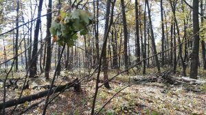 Загонная охота в Уметском районе