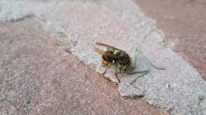 Шершень против богомола