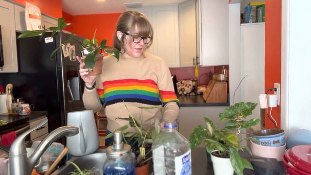 Hoya UNBOXING and Repotting: First New Houseplants of 2023! Plant Chores смотреть онлайн