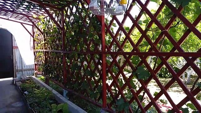 Декоративные опоры для виноградника смотреть онлайн