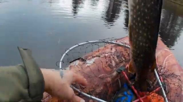 Лен.Обл.Река.Тихвинка.Осень 2022.Ловля на рогатки щуку продолжение. смотреть онлайн