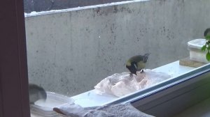 Чем мы кормим синичек зимой.