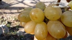Виноград г/ф Калугина В.М "Днепровская ривьера" 23 сентября 2021