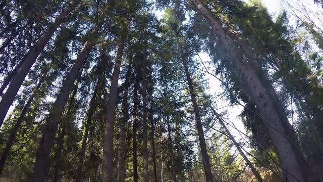 Поймал сорогу на силикон в 106 размере. Рыбалка в ЯНАО. смотреть онлайн