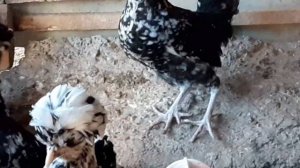 Порода кур Королевсий Гудан