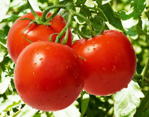 Сеньор-помидор. Помидор — ягода, фрукт или овощ