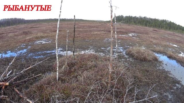 Охота на Тетерева. (подготовка) Весенняя охота. смотреть онлайн