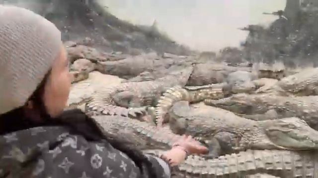 Обзор на Сафари-парк в городе Краснодар. Очень милые животные. Красивые Фламинго. смотреть онлайн